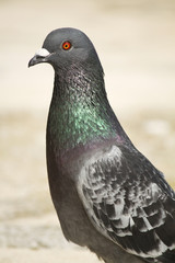 pigeon looking