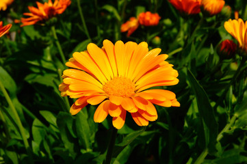 Ringelblume