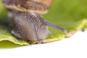 snail on white