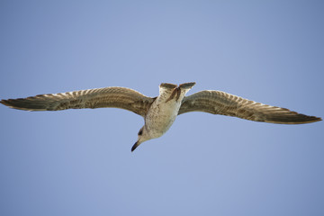 seagull in flight