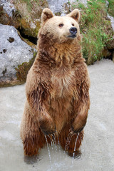 Brown Bear Stands in Water