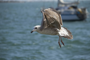 seagull in flight