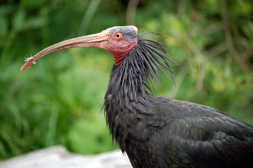 Ibis Profile