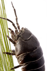 Woodlice bug