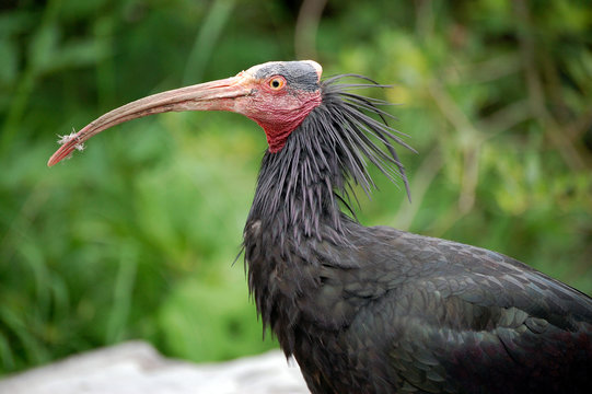 Ibis Profile