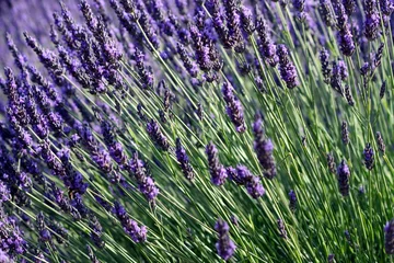 Fototapeten Lavendel Hintergrund © Jackin