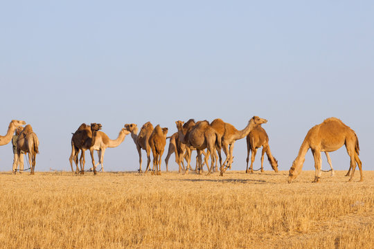 Camels herd in desert