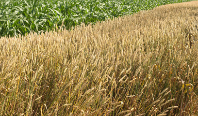 corn and wheat field