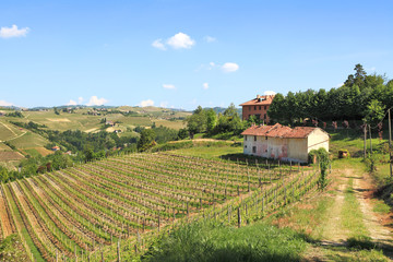 Fototapeta na wymiar Old farmhouse and vineyards in northern Italy.