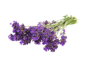 Obraz premium Bouquet Lavender