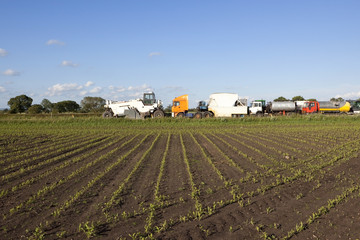 cornfield and trucks