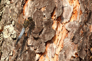 Dragonfly sitting on a tree
