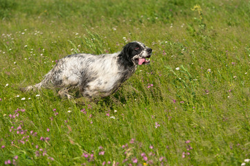 english setter