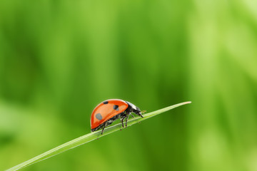 ladybug on grass