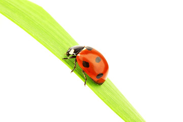 ladybug on grass