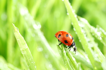 ladybug on grass