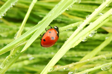 ladybug on grass
