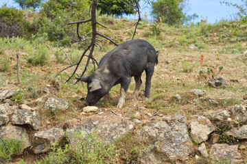 cochon sur route corse