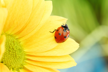 ladybug on yellow flower