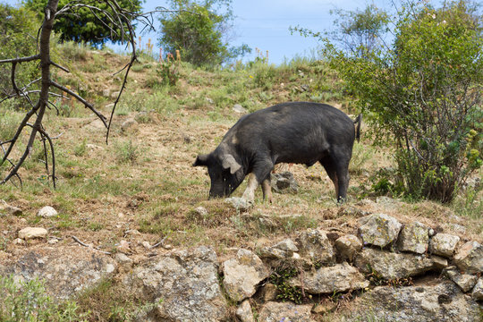 cochon ou porc corse