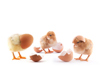 The yellow small chick