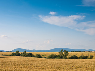 wheat land background