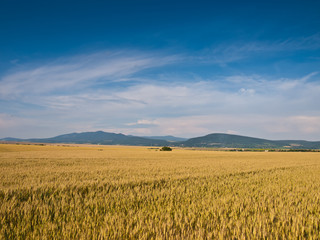 wheat land background