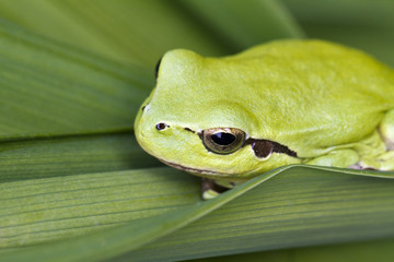 Mediterranean Tree Frog