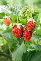 Closeup of fresh red strawberries growing on the vine