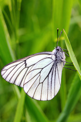 white butterfly on green grass