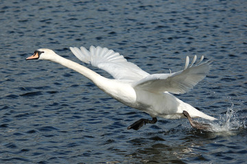 Swan taking off