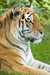 Fototapeta premium Tiger
