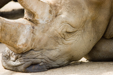 Obraz premium Rhinoceros nap