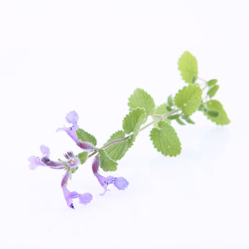 Melisse Bilder Durchsuchen 18,495 Archivfotos, und