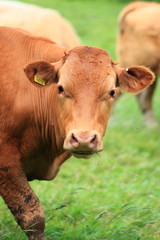 Cow close-up