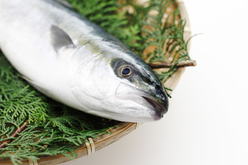 イナダのアップ