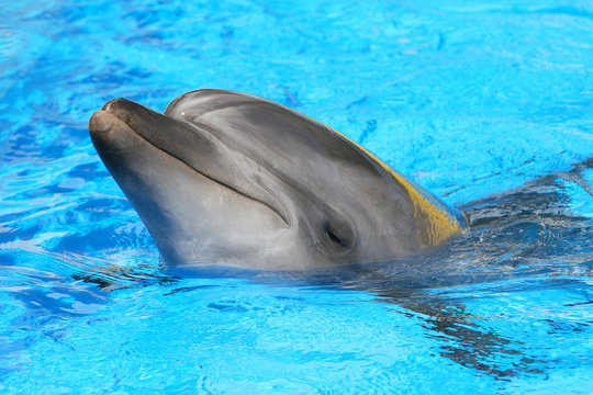 dolphin swimming in the pool