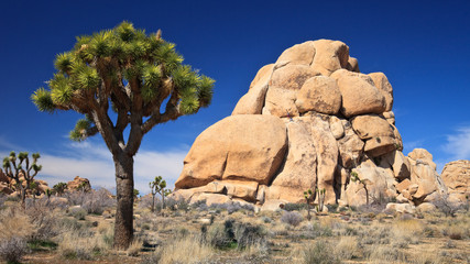 Joshua Tree and Rock Formations