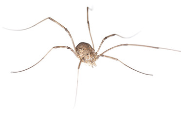 Harvestman isolated on white background, macro photo