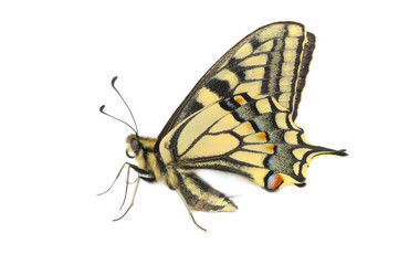 Plakat butterfly Swallowtail (Papilio machaon)