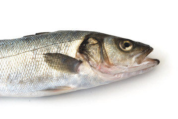 mediterranean/atlantic seabass close up