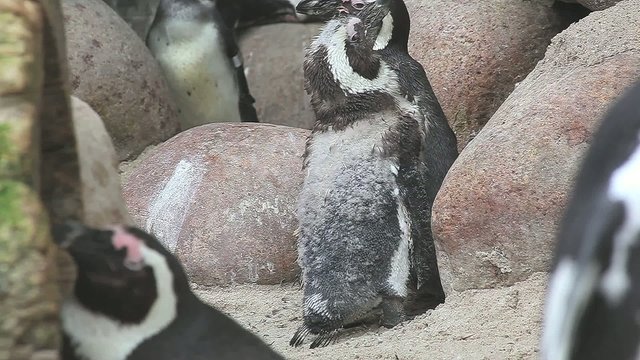 Pinguin