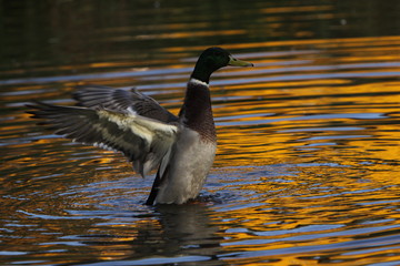 Stockente (Erpel) mit den Flügeln schlagend