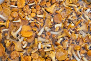 Mushrooms background