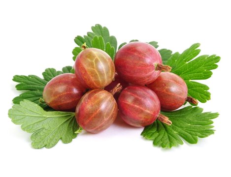 Stachelbeeren