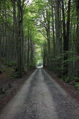 Fototapeta na wymiar sentiero nella foresta