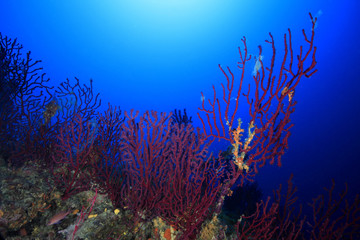 Fototapeta na wymiar Mediterranean czerwony koral
