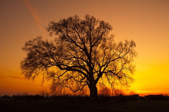 Beautiful landscape image with trees silhouette at sunset