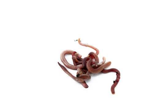 Worms