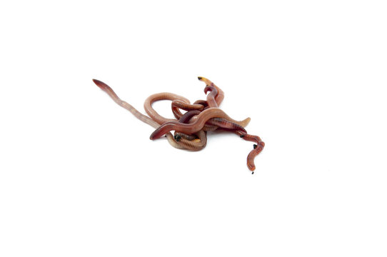 Worms